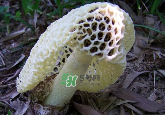 怎么去除竹蓀的怪味？如何去除竹蓀的異味