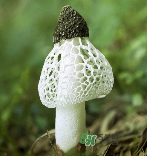 竹蓀什么樣的好？買竹蓀怎么挑選