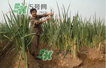 大蔥什么時(shí)候種植？大蔥什么時(shí)候上市