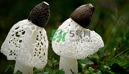 竹蓀黑色菌蓋能吃嗎？竹蓀食用禁忌是什么