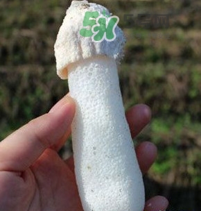竹蓀什么樣的好？買竹蓀怎么挑選