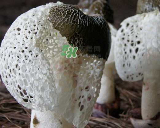 竹蓀有肥皂味正常嗎？竹蓀有酒味了還能吃嗎
