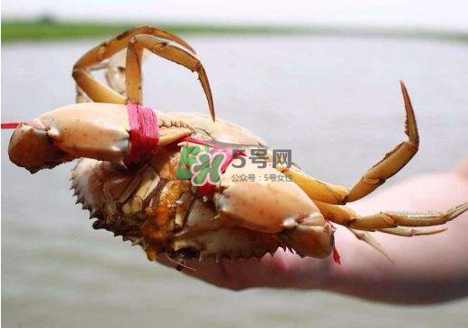 黃油蟹什么季節(jié)吃最好？黃油蟹產(chǎn)地