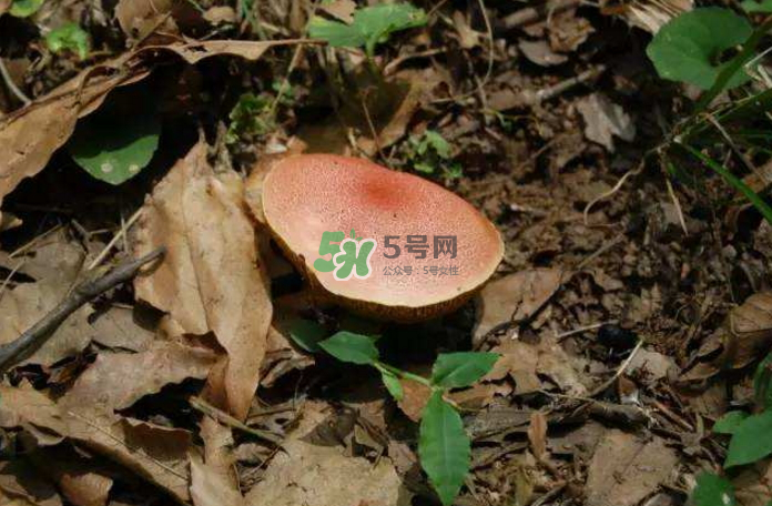 蘑菇中毒怎么辦？蘑菇中毒的癥狀