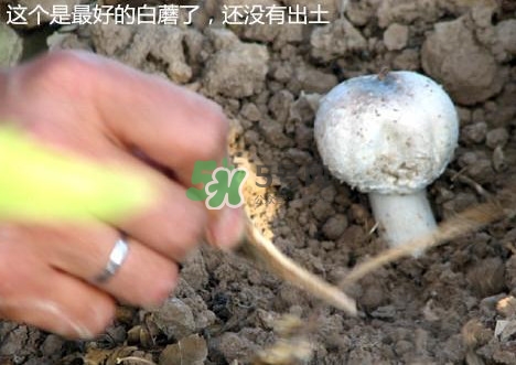 白蘑菇是什么種類？白蘑菇怎么洗才洗得干凈