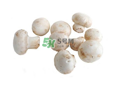 口蘑是什么蘑菇？口蘑長(zhǎng)什么樣子？