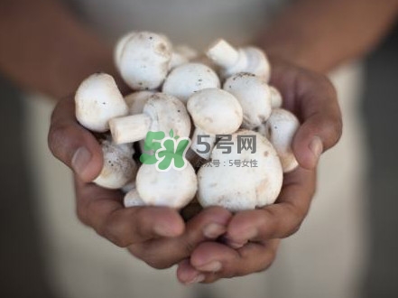 口蘑是發(fā)物嗎？口蘑是白蘑菇嗎