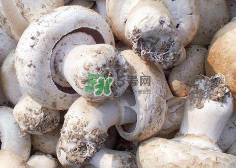 口蘑是什么蘑菇？口蘑長(zhǎng)什么樣子？