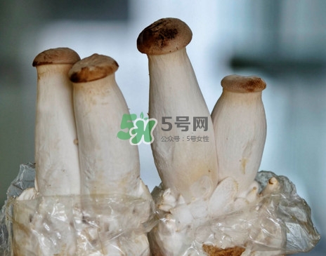 杏鮑菇怎么清洗？杏鮑菇怎么保存