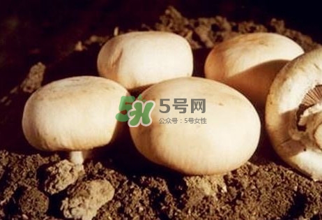 口蘑是發(fā)物嗎？口蘑是白蘑菇嗎