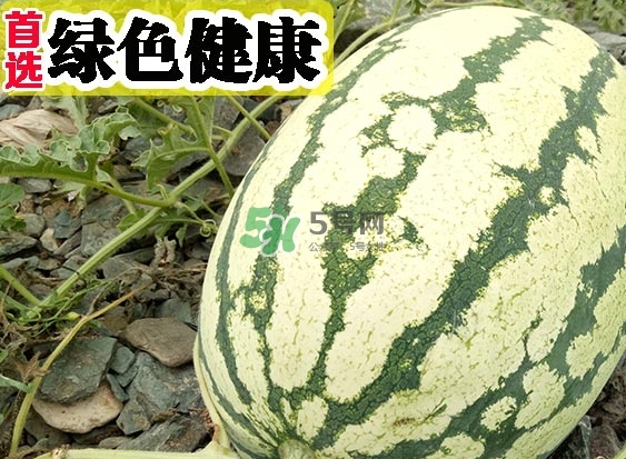 石頭瓜什么時(shí)候上市？石頭瓜多少錢一斤？