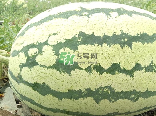 石頭瓜什么時(shí)候上市？石頭瓜多少錢一斤？