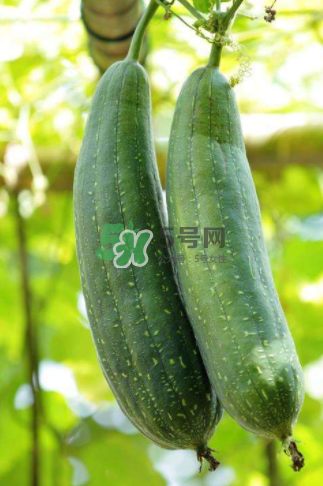 秋天吃絲瓜掉頭發(fā)嗎？秋天吃絲瓜愛掉頭發(fā)是真的嗎？