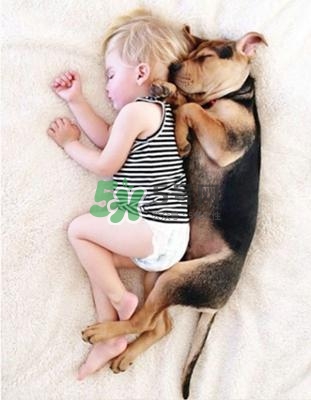 孕婦能養(yǎng)狗嗎？孕婦養(yǎng)狗注意事項(xiàng)