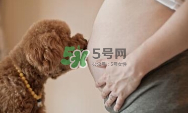 孕婦不能養(yǎng)寵物嗎？為什么孕婦不能養(yǎng)寵物？