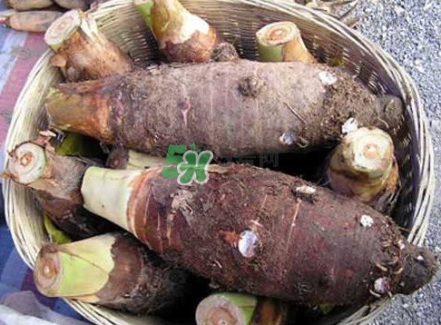 香芋和芋頭是一樣的嗎？香芋和芋頭有什么區(qū)別