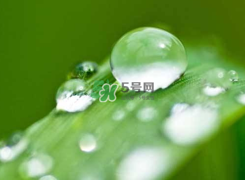 白露可以種什么菜？白露過后能種植什么蔬菜？