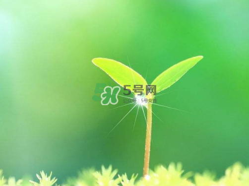 白露可以種什么菜？白露過后能種植什么蔬菜？