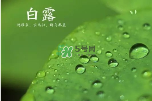 白露可以種什么菜？白露過后能種植什么蔬菜？