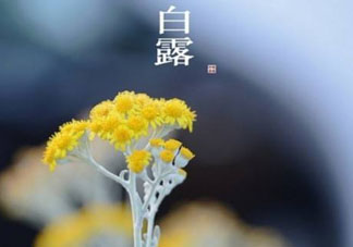 白露可以種什么菜？白露過后能種植什么蔬菜？