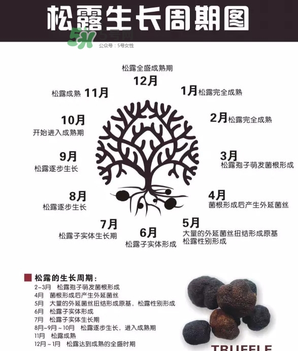 松露是什么樣子的？松露是怎么形成的