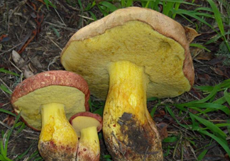 牛肝菌要泡發(fā)多久？牛肝菌怎么清洗