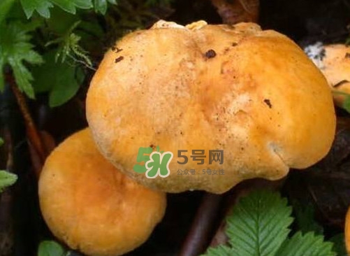 新鮮雞油菌怎么保存？干雞油菌怎么保存
