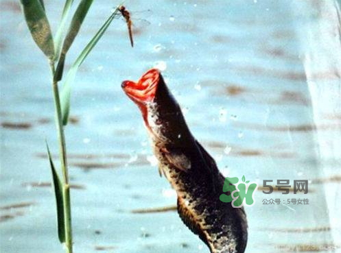 九月份可以釣黑魚嗎？9月份可以釣黑魚嗎？