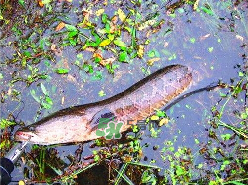 九月份可以釣黑魚嗎？9月份可以釣黑魚嗎？