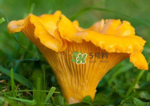 雞油菌是寒性的嗎？雞油菌是發(fā)物嗎