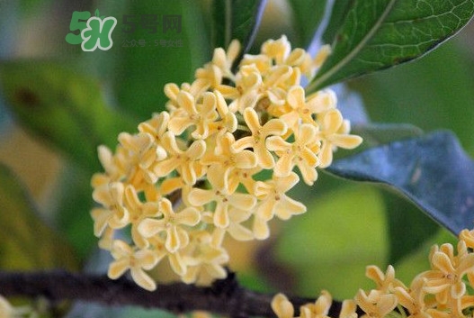 家里為什么不能種桂花？桂花為什么不能栽在家里