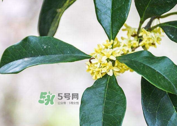 桂花樹種在院子哪里好？桂花樹種在家門口好嗎