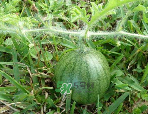 9月份可以種西瓜嗎？九月份種西瓜會(huì)結(jié)果嗎？