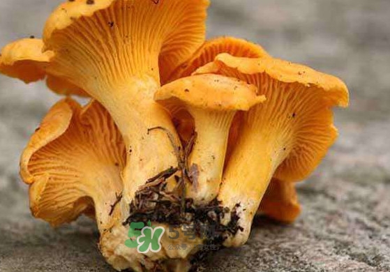 雞油菌怎么清洗？雞油菌要焯水嗎