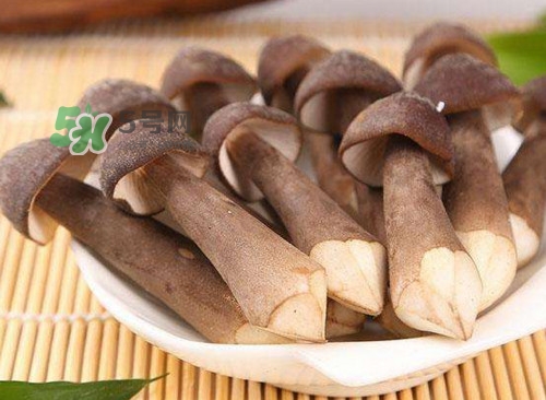 雞樅菌什么人不能吃？雞樅菌哪些人能吃