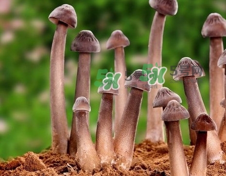 雞樅菌多少錢一斤？干雞樅菌多少錢一斤