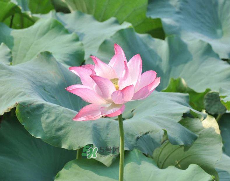 荷花桿可以吃嗎？荷花桿怎么吃？