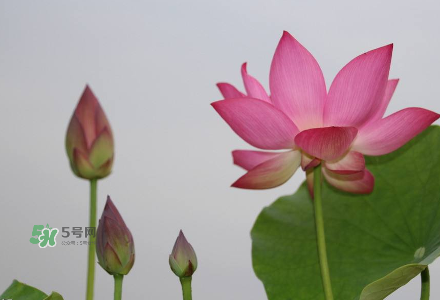 荷花桿可以吃嗎？荷花桿怎么吃？
