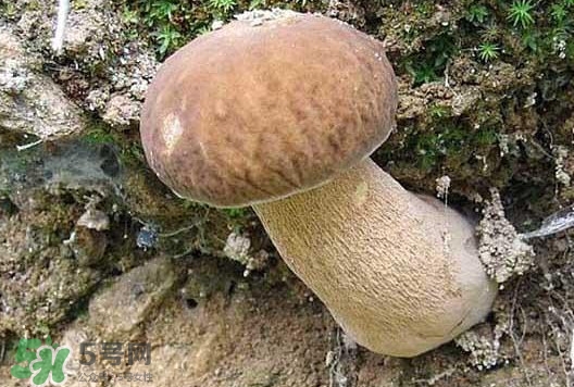 牛肝菌種類有哪些？牛肝菌與什么食物相克