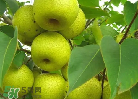 綠寶石梨多少錢一斤？綠寶石梨價格表