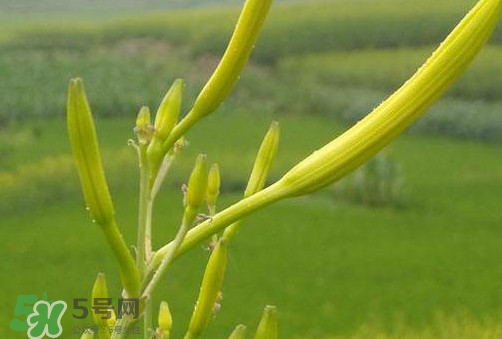 黃花菜是植物的什么部分？黃花菜要去芯嗎？