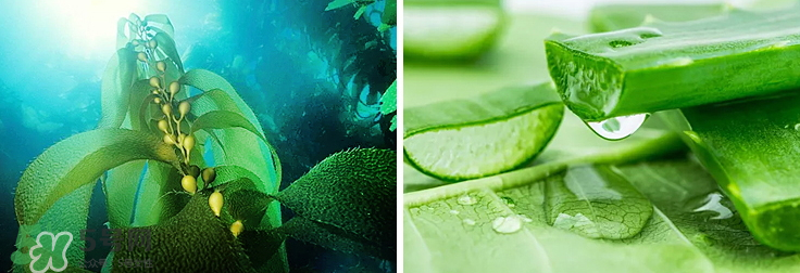 紀(jì)皙妍氣墊bb霜怎么樣？紀(jì)皙妍氣墊好不好用？