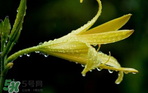 é»ƒèŠ±èœä»€ä¹ˆæ™‚(shÃ­)å€™ç¨®æ¤ï¼Ÿé»ƒèŠ±èœä»€ä¹ˆæ™‚(shÃ­)å€™é‡‡æ‘˜å¥½