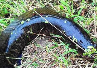 九月份可以釣黑魚嗎？9月份可以釣黑魚嗎？