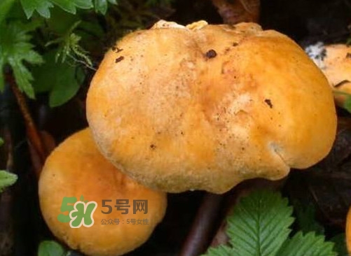 雞油菌是寒性的嗎？雞油菌是發(fā)物嗎