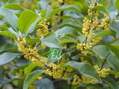 桂花樹種在院子哪里好？桂花樹種在家門口好嗎