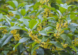 桂花樹(shù)種在院子哪里好？桂花樹(shù)種在家門(mén)口好嗎