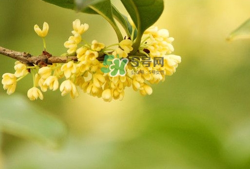 家里為什么不能種桂花？桂花為什么不能栽在家里