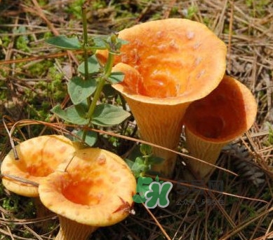 雞油菌怎么做好吃？雞油菌怎么吃