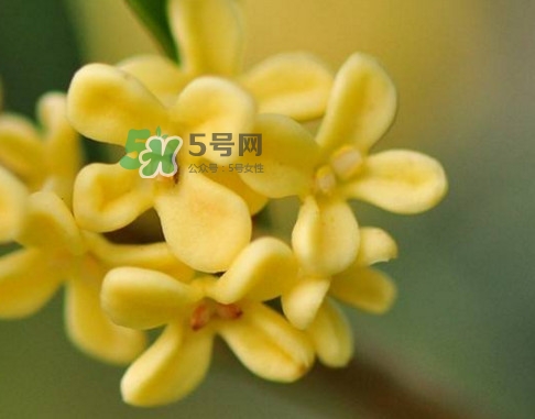 家里為什么不能種桂花？桂花為什么不能栽在家里